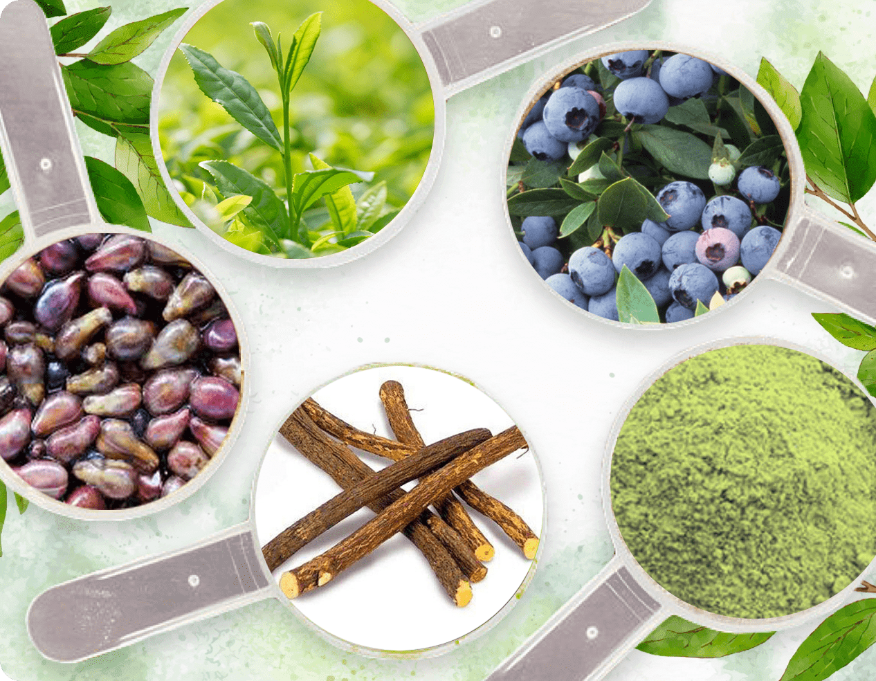 Neuro Serge botanical ingredients including green tea, bilberry, grape seed, and licorice
